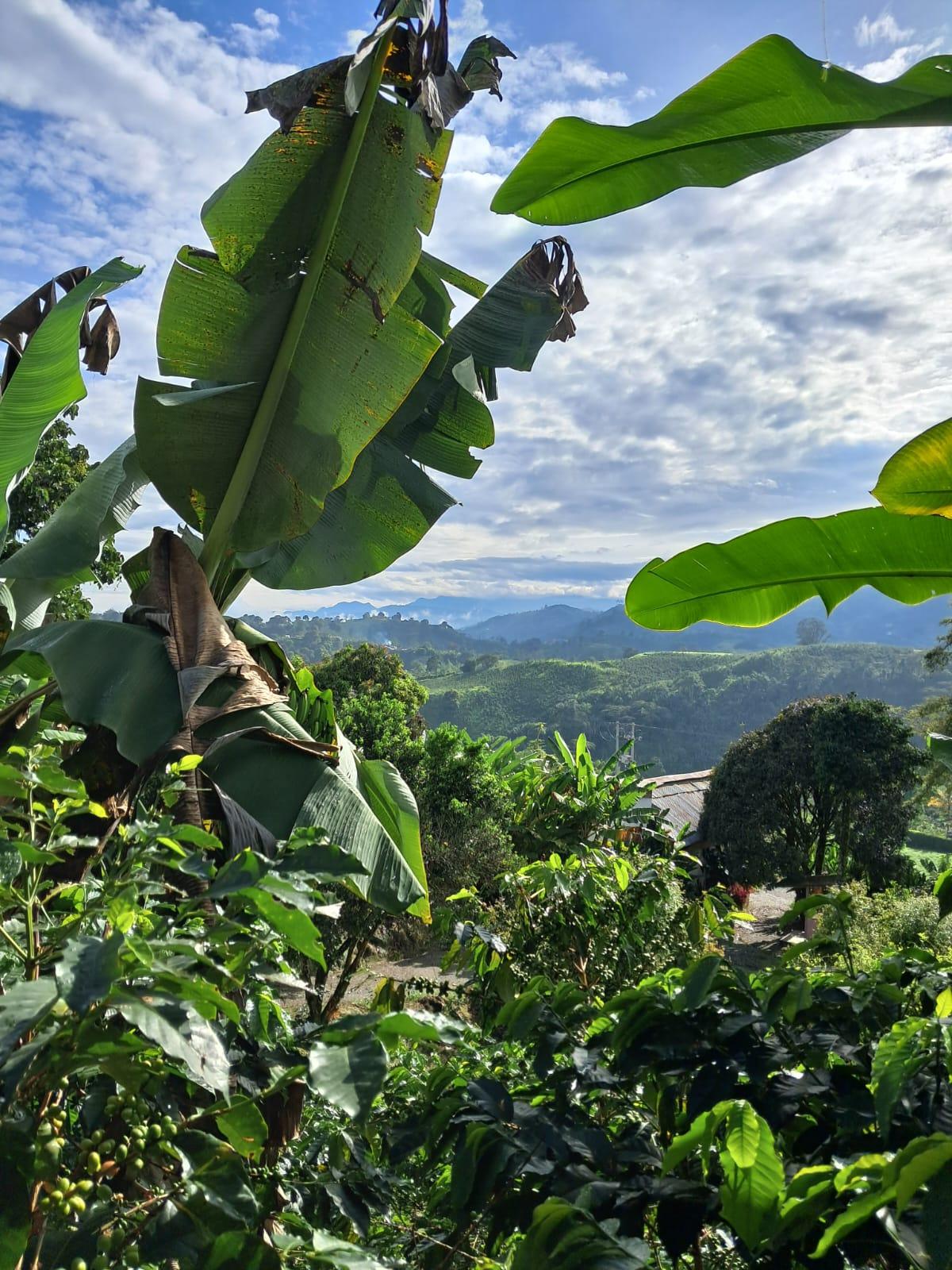 CHAFARIL | Café Descafeinado Natural (84 SCA) (Sugar Cane) - Mañego Coffee