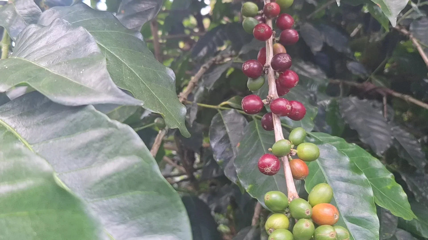 Pack Dúo Esencial: La Bienvenida a MAÑEGO COFFEE - Mañego Coffee