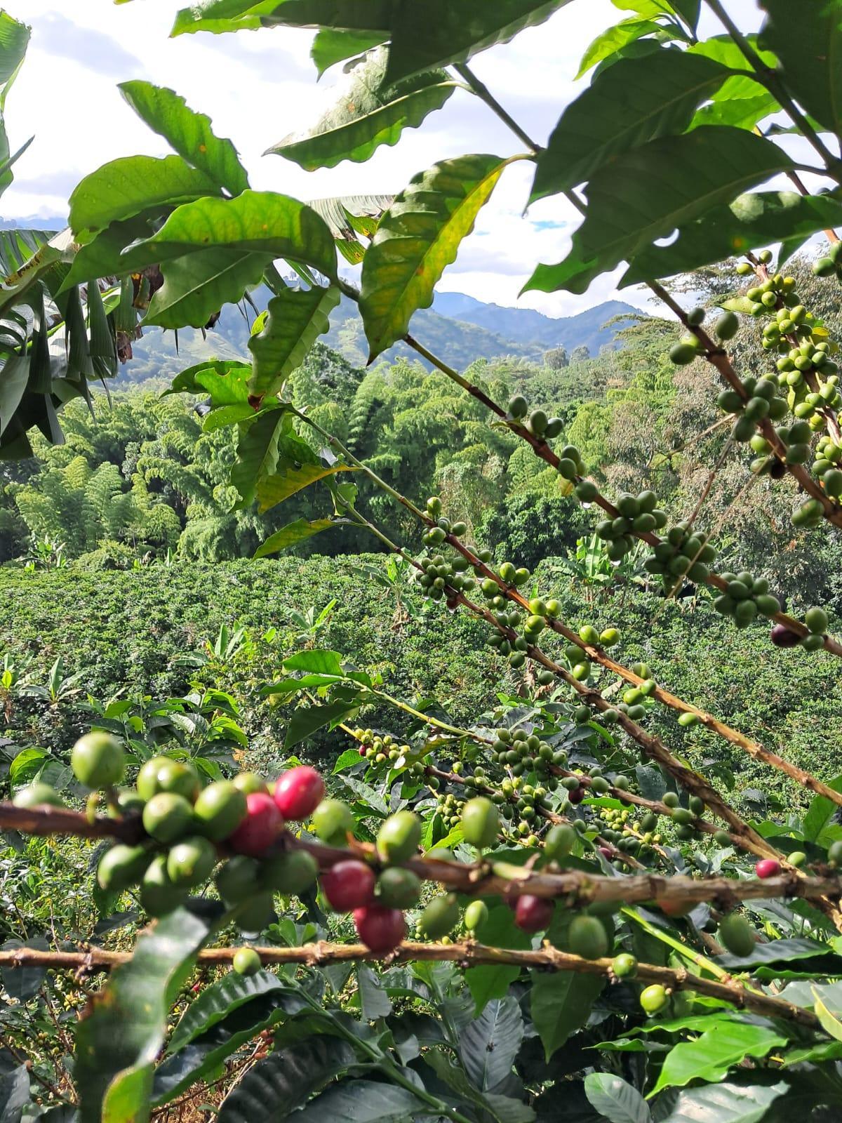 Pack Dúo Esencial: La Bienvenida a MAÑEGO COFFEE - Mañego Coffee