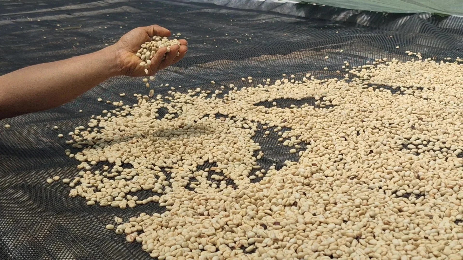 SOIDI | Café de Origen Único de Colombia (85 SCA) - Mañego Coffee